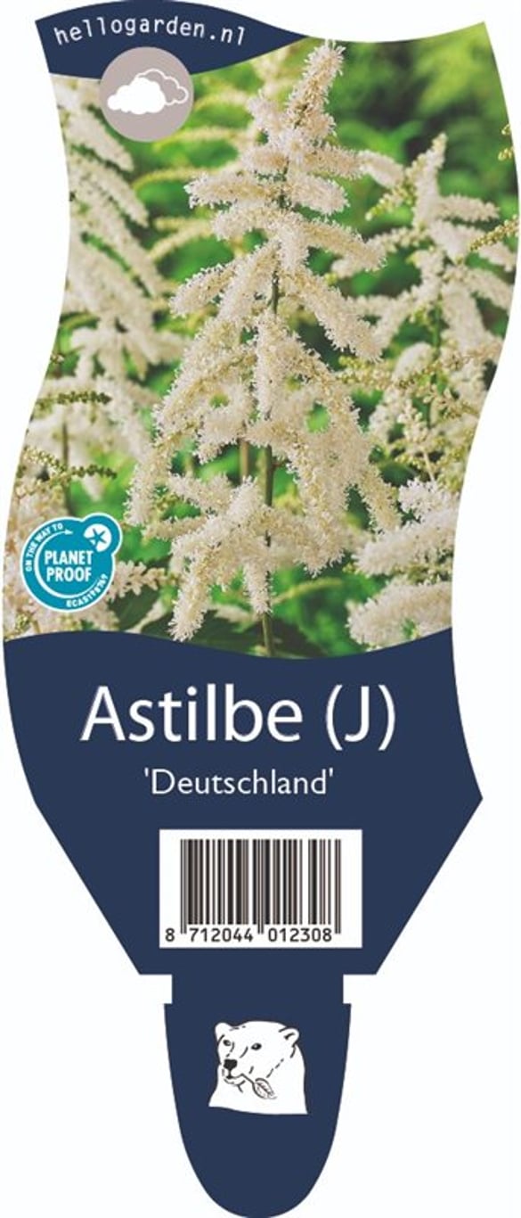 Astilbe (J) 'Deutschland' - P11